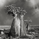 Image for article titled Extraordinary pictures of the most ancient trees on Earth